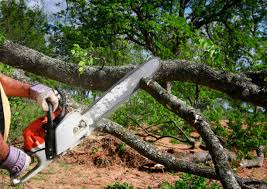  Kalama, WA Tree Care Pros