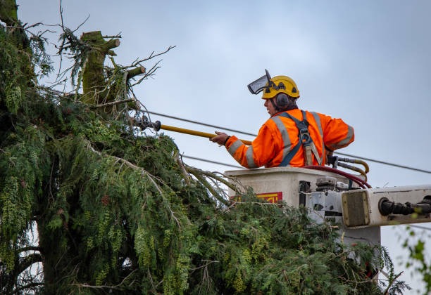 Best Root Management and Removal  in Kalama, WA