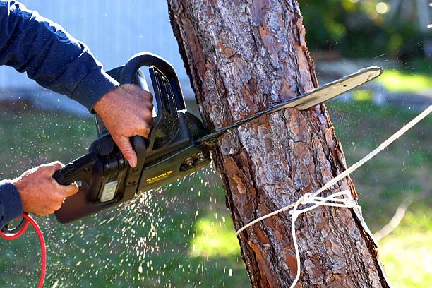 Reliable Kalama, WA Tree Care Solutions