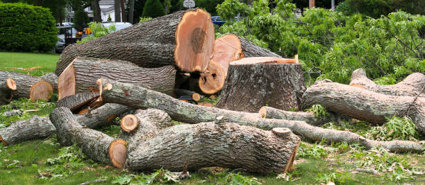 Best Fruit Tree Pruning  in Kalama, WA