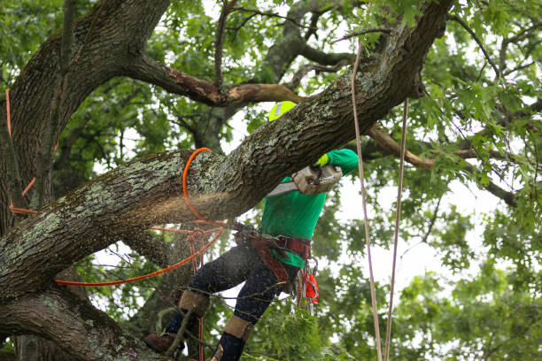 Best Tree Risk Assessment  in Kalama, WA