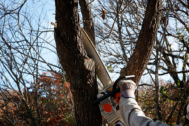 Best Tree Disease Treatment  in Kalama, WA