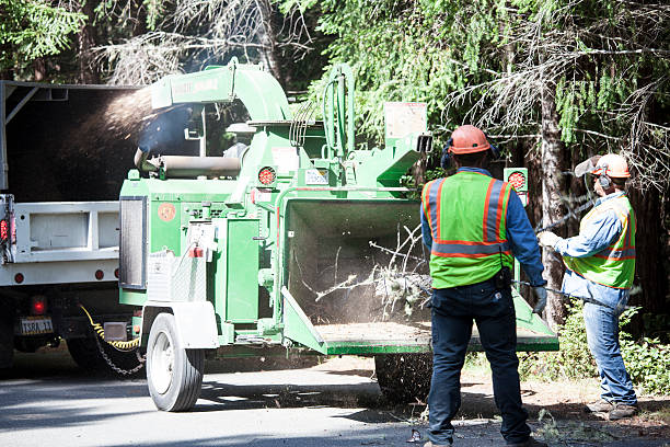 Best Tree Preservation Services  in Kalama, WA