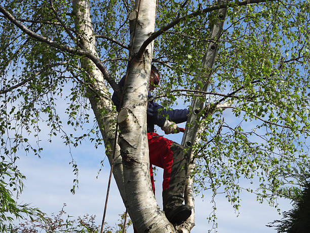 Best Hazardous Tree Removal  in Kalama, WA