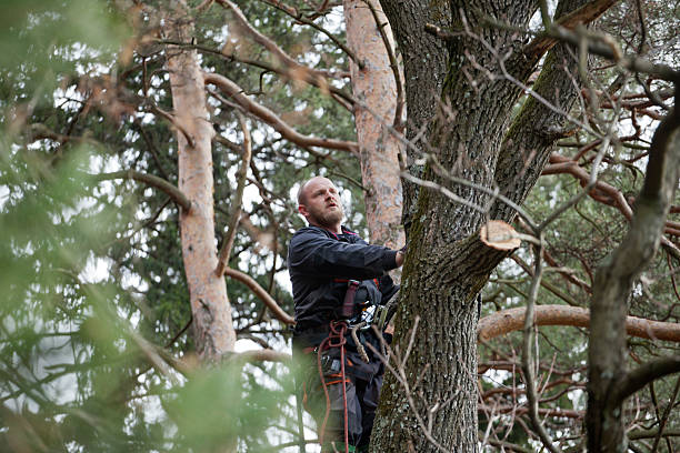 Best Palm Tree Trimming  in Kalama, WA