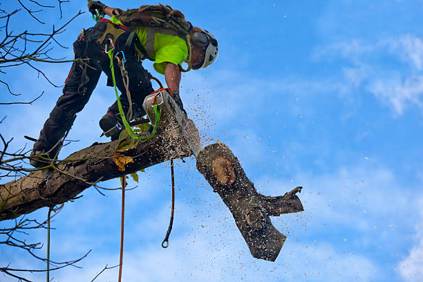 How Our Tree Care Process Works  in  Kalama, WA