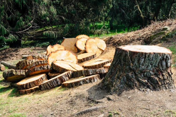 Best Storm Damage Tree Cleanup  in Kalama, WA